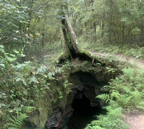 A moss-covered cave entrance surrounded by lush greenery and ferns in a forested area.