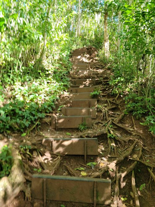 A set of wooden steps leads up through a lush, green forest with sunlight filtering through the trees.
