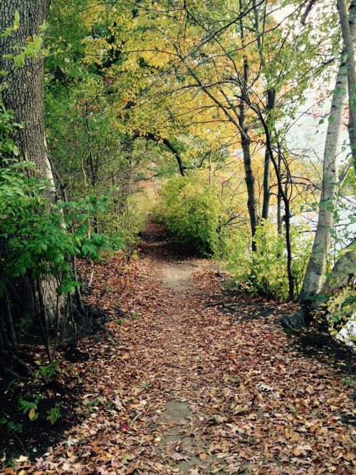 A narrow, leaf-covered path winds through trees with autumn foliage beside a calm body of water.
