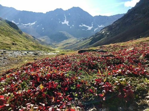 A vibrant landscape with red foliage in the foreground and majestic mountains in the background under a clear blue sky.