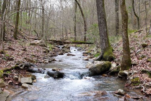 A serene forest stream flows over rocks, surrounded by bare trees and scattered leaves in a peaceful natural setting.