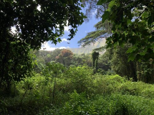 Lush green forest with dense foliage and distant mountains under a partly cloudy sky.