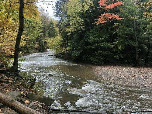 A serene river flows through a forest with autumn foliage, featuring vibrant red and yellow leaves.