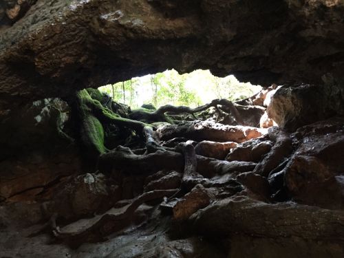 View from inside a cave, showing roots and rocks with light streaming in from the entrance.