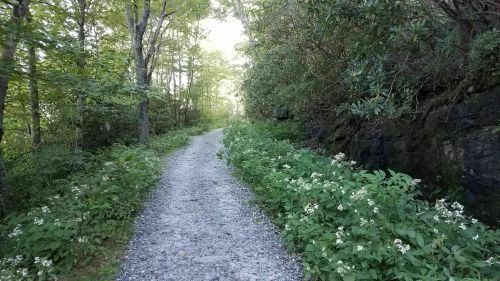 A gravel path winding through a lush green forest, bordered by flowering plants and rocky terrain.