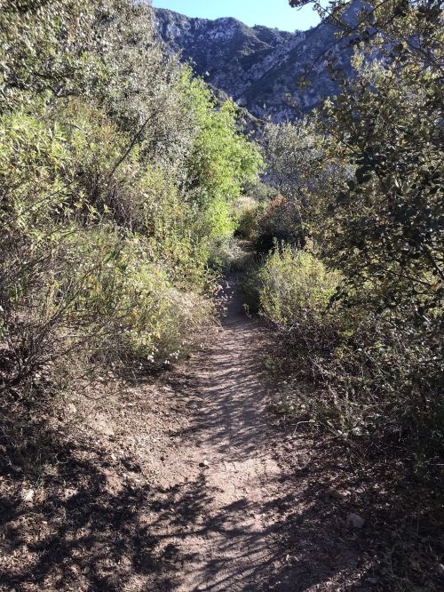 A narrow dirt path winds through lush greenery and shrubs, surrounded by mountains in the background.