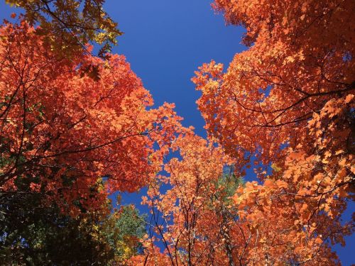 Vibrant orange and red leaves against a clear blue sky, creating a stunning autumn canopy.