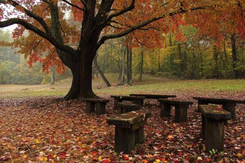 A serene autumn scene with a large tree and wooden benches surrounded by colorful fallen leaves.