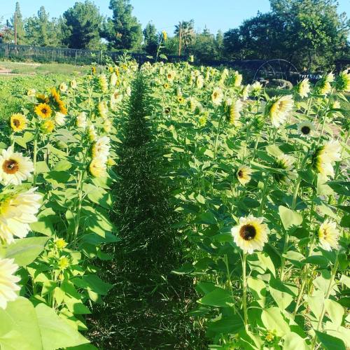 A vibrant field of sunflowers stretches into the distance, with a grassy path running through the center.