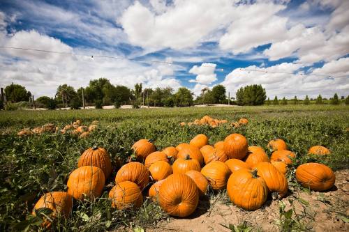 A field of bright orange pumpkins scattered across green vines under a blue sky with fluffy white clouds.