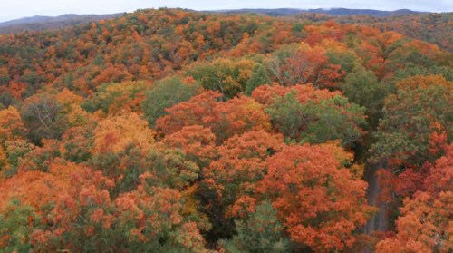 Aerial view of vibrant autumn foliage with trees in shades of orange, red, and green across rolling hills.