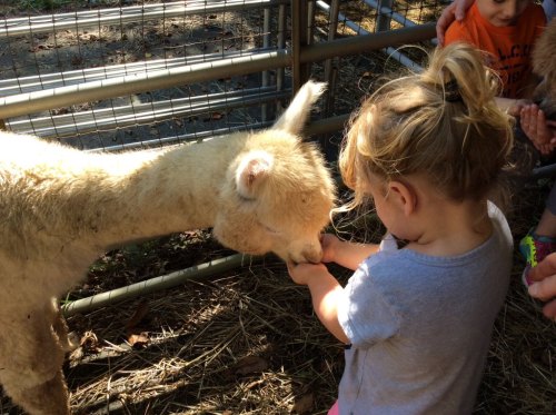 A young child feeding a gentle alpaca at a petting zoo, surrounded by a fenced area and other children nearby.