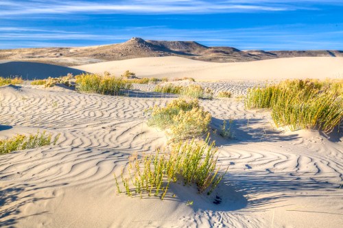 A sandy desert landscape with gentle dunes and sparse green vegetation under a blue sky.