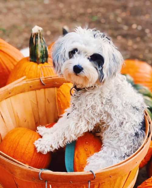 A fluffy dog sits in a wooden basket filled with pumpkins, surrounded by more pumpkins in a fall setting.