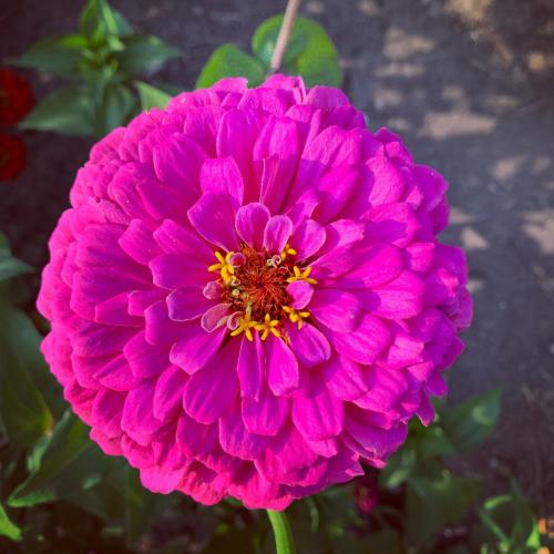 A vibrant pink zinnia flower in full bloom, showcasing its layered petals and yellow center against a blurred background.