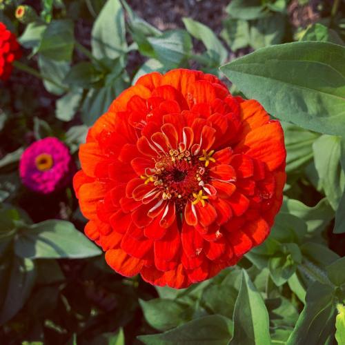A vibrant orange zinnia flower in full bloom, surrounded by green leaves and a hint of a pink flower in the background.