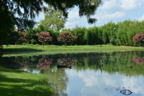 A serene pond surrounded by lush greenery and blooming pink trees, reflecting the sky and trees in the water.