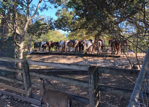 A group of horses stands on a platform surrounded by trees, with a deer visible in the foreground near a fence.