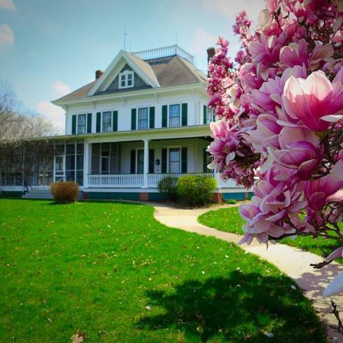A charming white house with green shutters, surrounded by a lush lawn and blooming pink magnolia flowers.