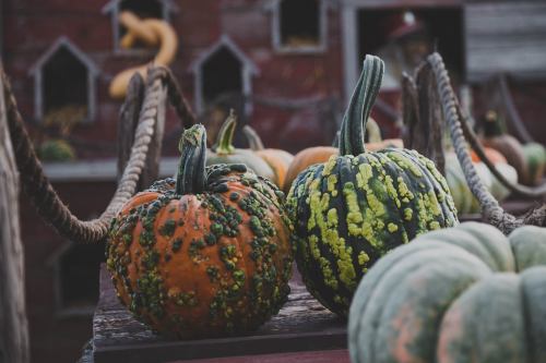 Two uniquely textured pumpkins, one orange with green bumps and one green, sit on a rustic wooden surface.