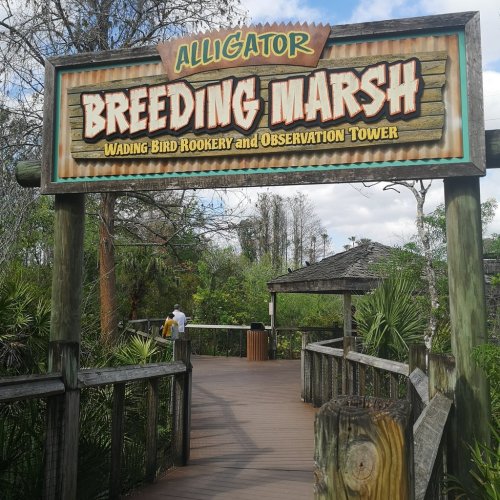 Sign for "Alligator Breeding Marsh" with a wooden walkway leading to a bird rookery and observation tower.