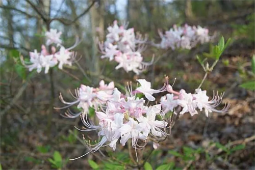 Delicate pink and white flowers bloom amidst green foliage in a wooded area.