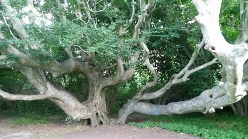 A large, twisted tree with sprawling branches surrounded by lush green foliage.