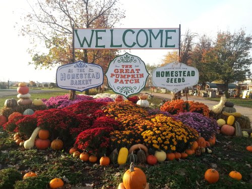 Colorful fall display with pumpkins and flowers, featuring a welcome sign for a pumpkin patch and bakery.