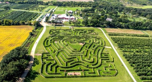 Aerial view of a large maze surrounded by fields and trees, with a farm and parking area in the background.