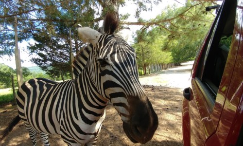 A close-up of a zebra next to a car, surrounded by trees and a dirt road in a natural setting.