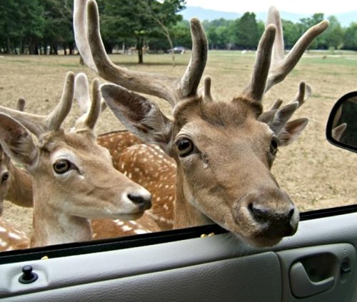A close-up of a deer with antlers peering into a car window, surrounded by other deer in a grassy area.