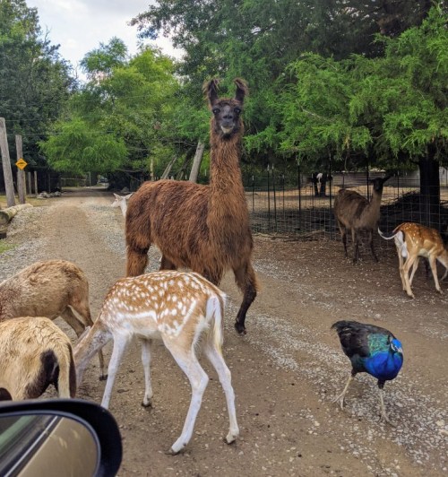 A llama stands on a gravel road surrounded by deer and a peacock, with trees in the background.