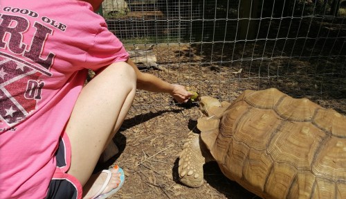 A person in a pink shirt feeds a large tortoise in a fenced outdoor area.