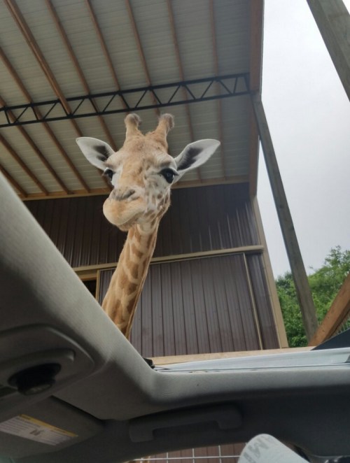 A curious giraffe leans into a car through an open sunroof, looking at the camera.