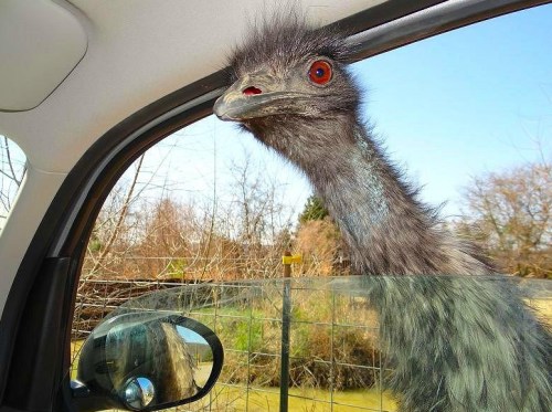 An emu leans into a car window, its bright red eyes and fluffy feathers visible against a blurred outdoor background.