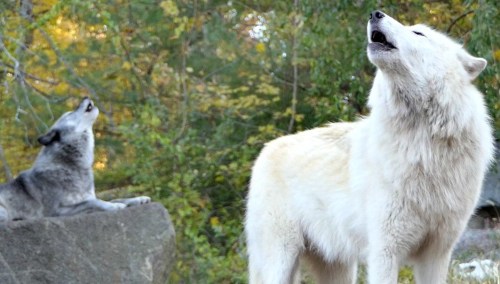 Two wolves howling in a forested area, one is white and the other is gray, surrounded by greenery.