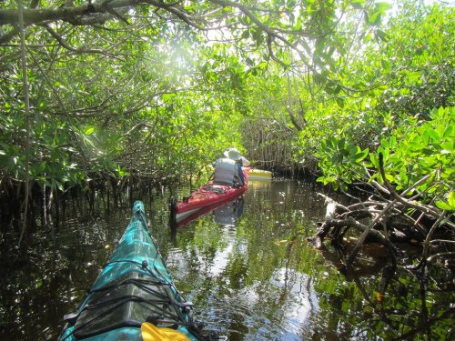 Two kayakers navigate through a lush mangrove forest, surrounded by greenery and calm waters.