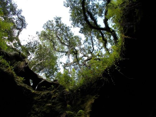 Looking up at a lush canopy of trees and greenery from a rocky crevice, with bright sky peeking through.