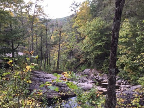 A serene forest scene with trees, rocks, and a calm stream surrounded by autumn foliage.