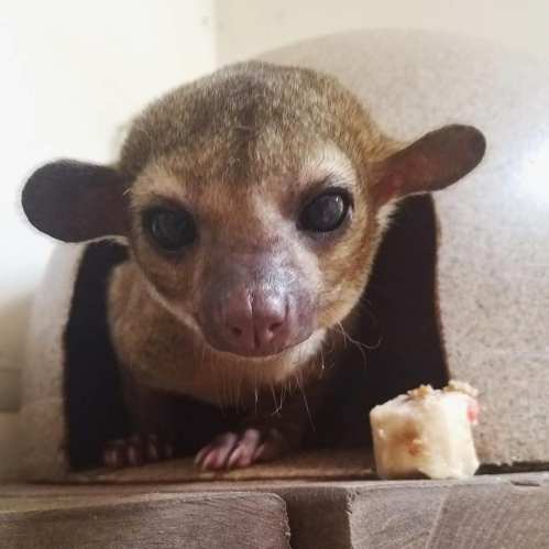 A small, curious animal with large eyes peeks out from a cozy hideaway, with a treat nearby.
