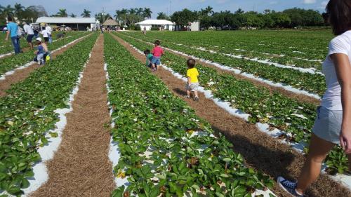 Children and adults walking through a strawberry field, surrounded by rows of green plants under a clear blue sky.