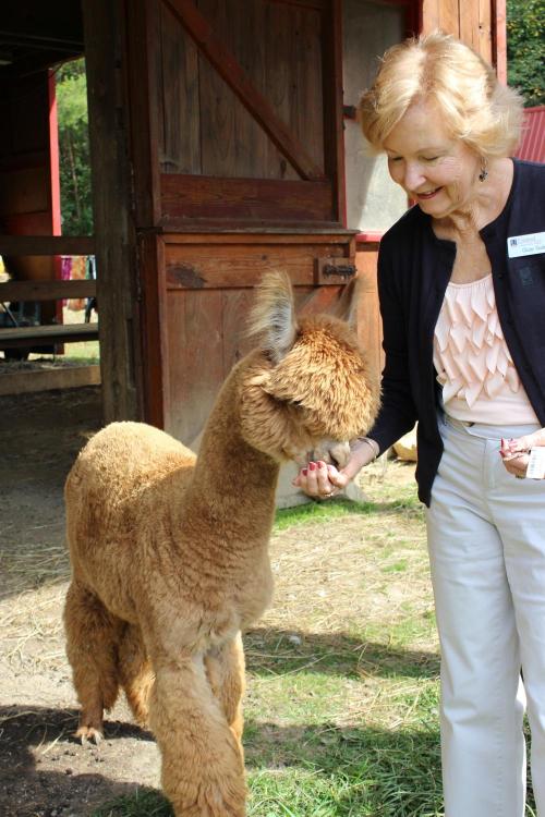 A woman interacts with a fluffy alpaca in a barn setting, smiling as she offers it a treat.