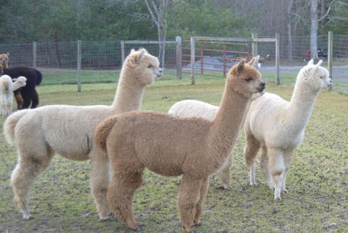 Three alpacas stand in a grassy field, with a fence and trees in the background. One is brown, two are white.