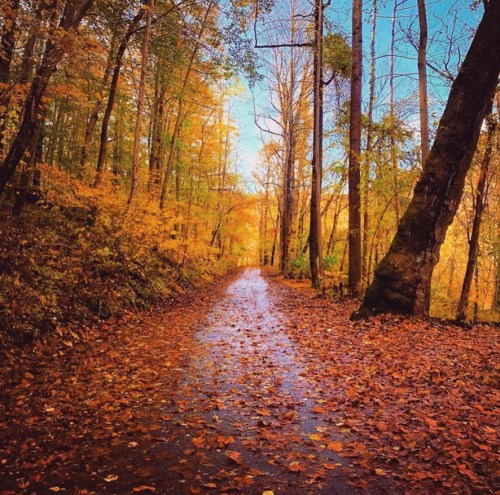 A serene forest path covered in colorful autumn leaves, surrounded by trees with vibrant fall foliage.