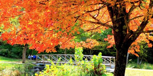 A vibrant autumn scene featuring a tree with orange leaves and a wooden bridge in a park with people in the background.