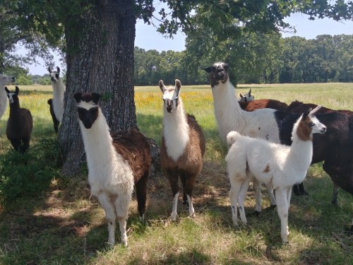 A group of llamas of various colors stands under a tree in a grassy field, surrounded by wildflowers.