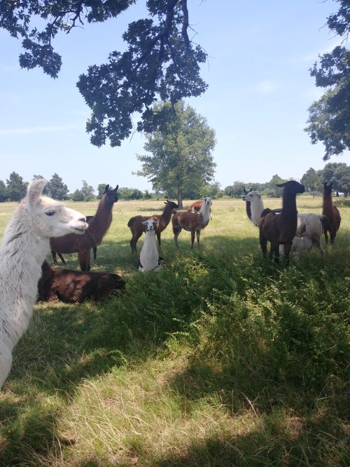 A group of llamas and alpacas standing in a grassy field under a tree on a sunny day.
