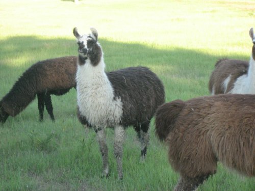 A group of llamas grazing in a grassy field, featuring a black and white llama in the foreground.