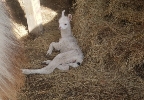 A young alpaca lying on hay, with another alpaca resting nearby in a barn setting.