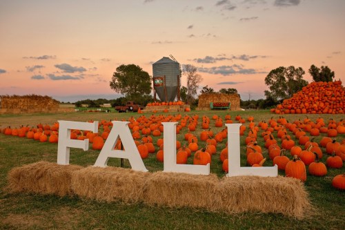 A pumpkin patch at sunset with large "FALL" letters and a backdrop of hay bales and a silo.